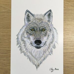 carte postale loup recto