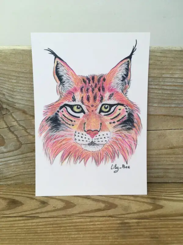 carte postale lynx présentoir