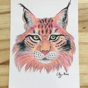 carte postale pastels lynx recto