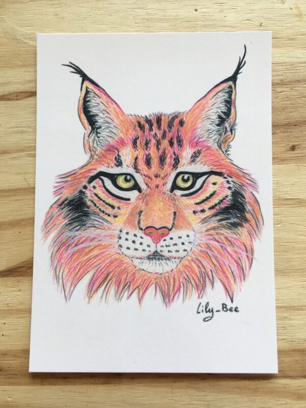carte postale pastels lynx recto