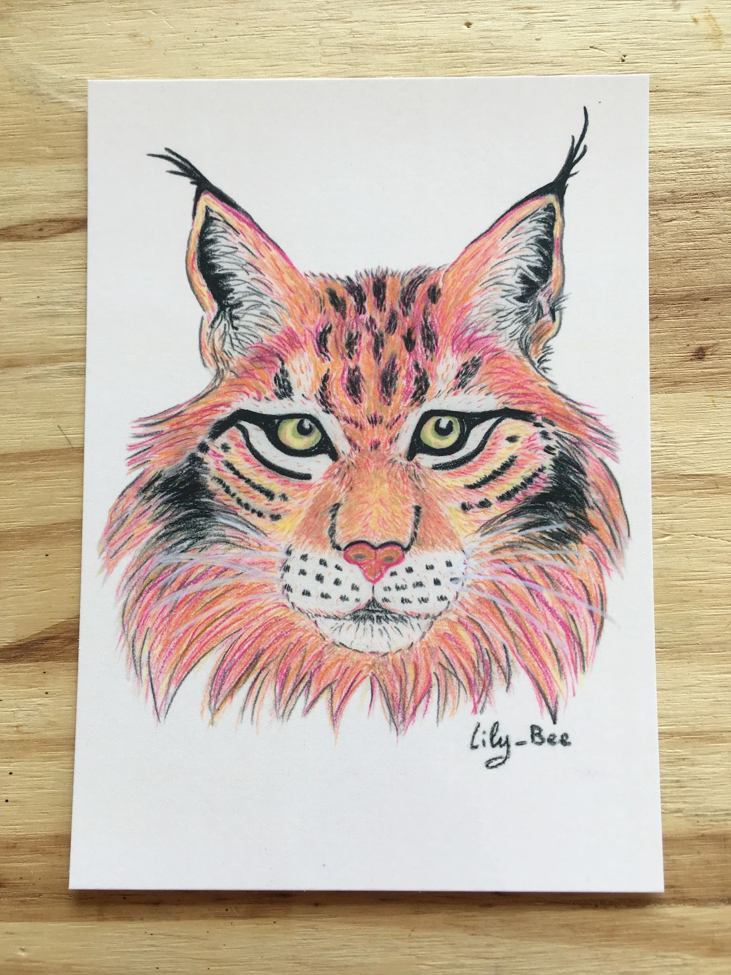 carte postale pastels lynx recto