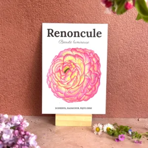renoncule carte botanique